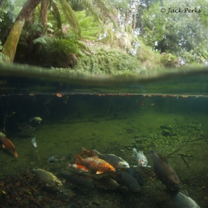 Carp (Cyprinus carpio) & Grass carp (Ctenopharyngodon idella) by Jack Perks